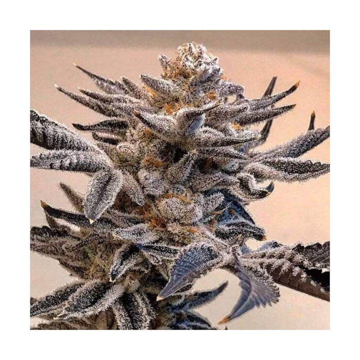 Semillas feminizadas de Marihuana a granel Animal MInts