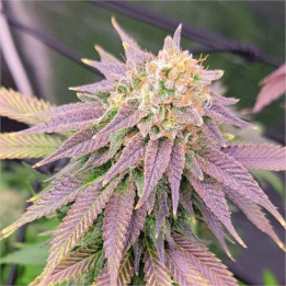 Semillas feminizadas de Marihuana a granel Ghost Og