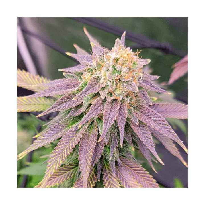 Semillas feminizadas de Marihuana a granel Ghost Og