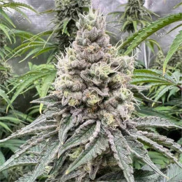 Semillas feminizadas de Marihuana a granel GMO Cookies