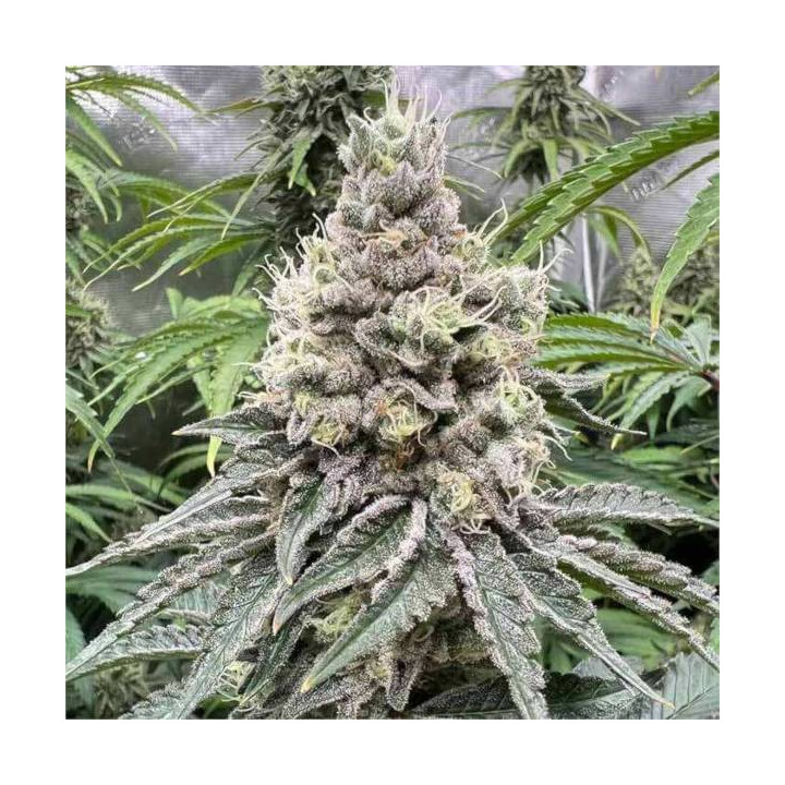 Semillas feminizadas de Marihuana a granel GMO Cookies
