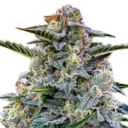 Semillas feminizadas de Marihuana a granel Bruce Banner