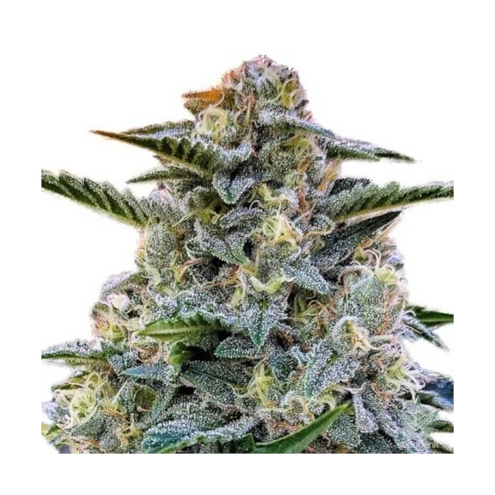 Semillas feminizadas de Marihuana a granel Bruce Banner