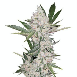 Semillas feminizadas de Marihuana a granel Chemdawg
