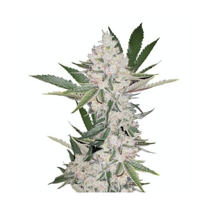 Semillas feminizadas de Marihuana a granel Chemdawg