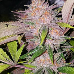 Semillas feminizadas de Marihuana a granel Forbbiden Fruit
