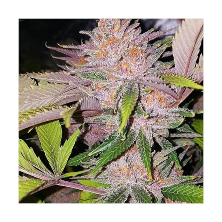 Semillas feminizadas de Marihuana a granel Forbbiden Fruit