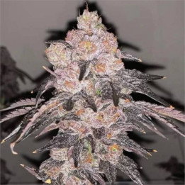 Semillas feminizadas de Marihuana a granel Skywalker