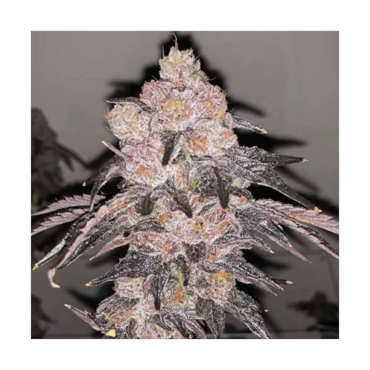 Semillas feminizadas de Marihuana a granel Skywalker