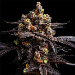 Semillas feminizadas de Marihuana a granel Alien Cookies