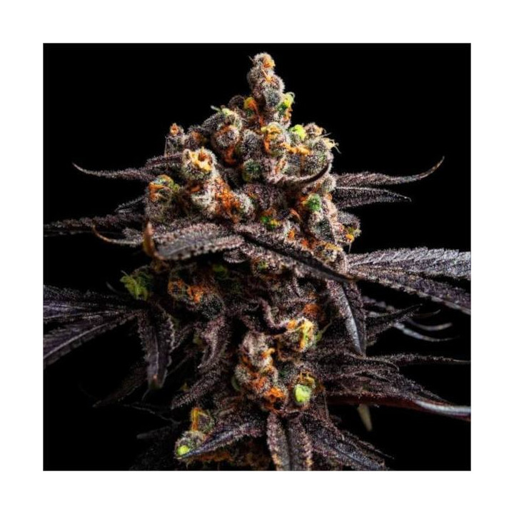 Semillas feminizadas de Marihuana a granel Alien Cookies