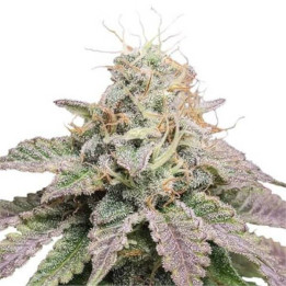 Semillas feminizadas de Marihuana a granel Cherry Pie