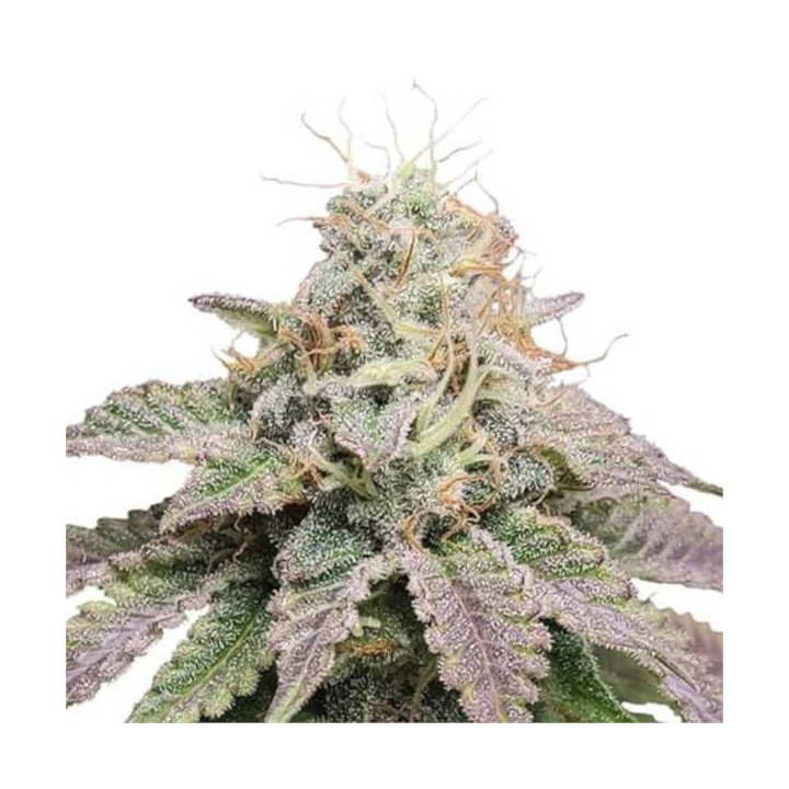Semillas feminizadas de Marihuana a granel Cherry Pie