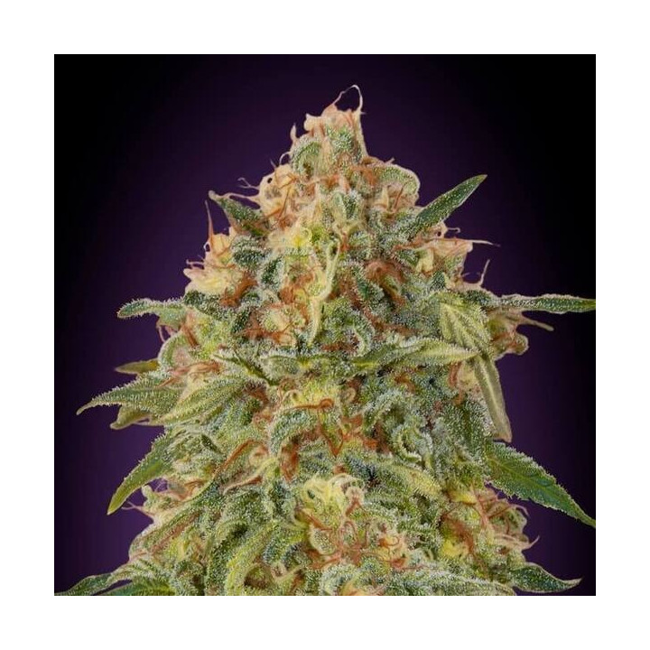 Zkittlez weed