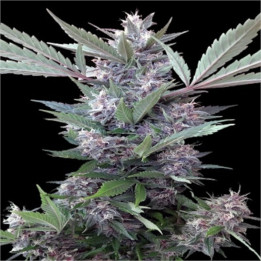 Semillas Bubba Kush x PCK Regular - Ace Seeds