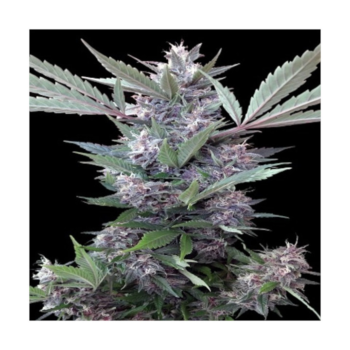 Semillas Bubba Kush x PCK Regular - Ace Seeds