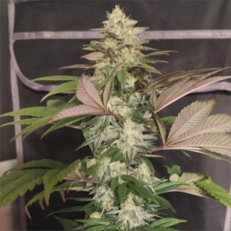 Semillas ErdPurt x PCK Regular - Ace Seeds