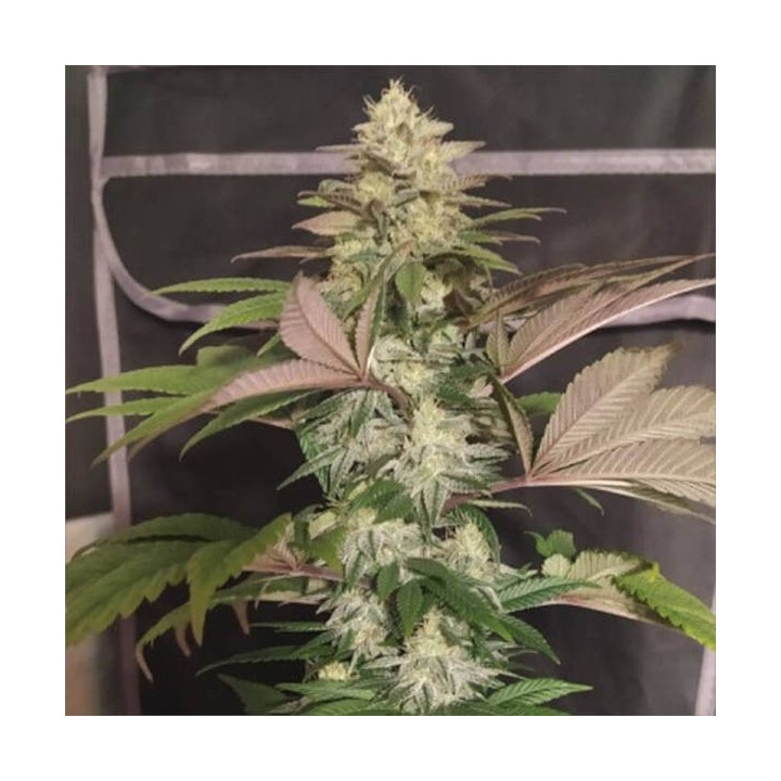 Semillas ErdPurt x PCK Regular - Ace Seeds