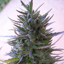 Semillas Nepal Mist Regular -  Ace Seeds