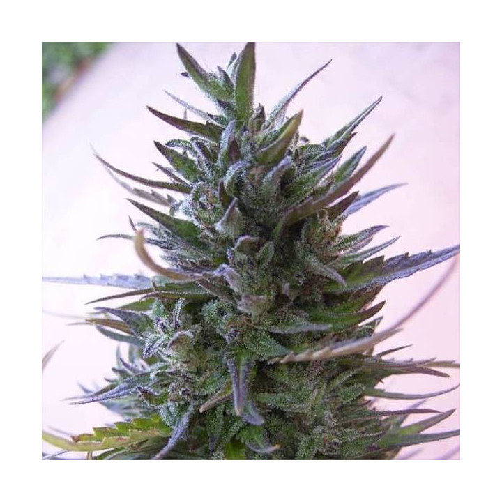 Semillas Nepal Mist Regular -  Ace Seeds