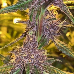 Semillas Pakistan Chitral Kush Regular - Ace Seeds