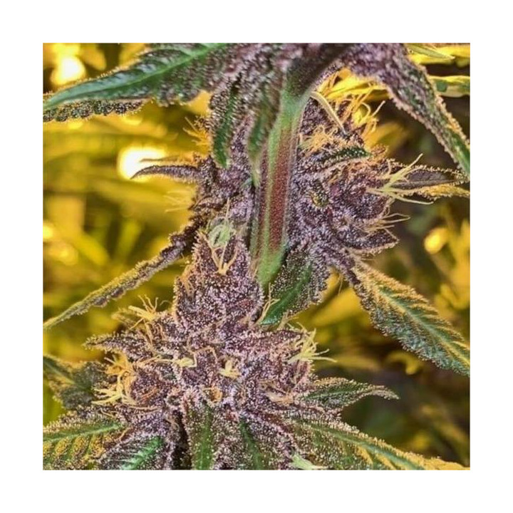 Semillas Pakistan Chitral Kush Regular - Ace Seeds