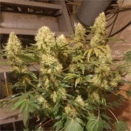 Semillas Panamá x Bangi Haze Regular - Ace Seeds