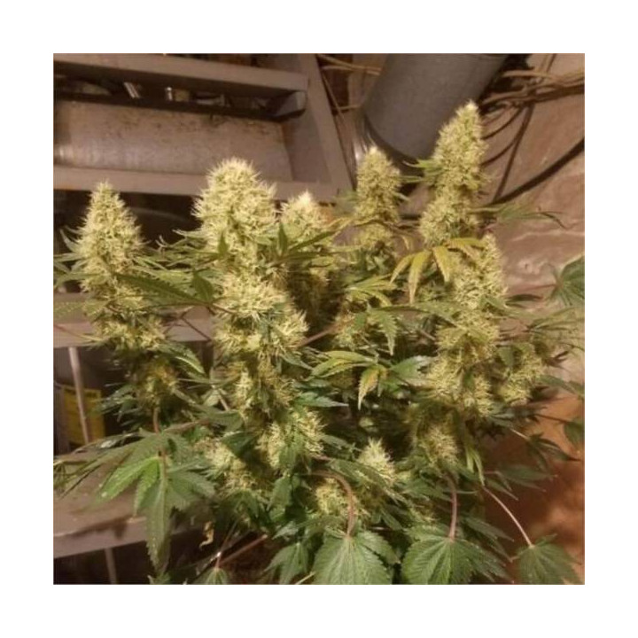 Semillas Panamá x Bangi Haze Regular - Ace Seeds