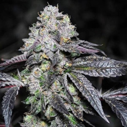 Semillas a granel feminizadas Sunset Sherbet