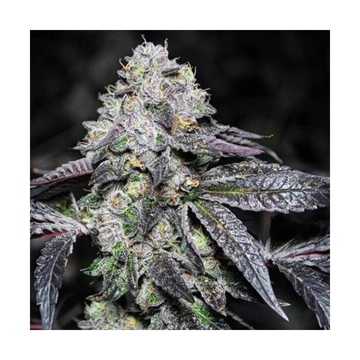 Semillas a granel feminizadas Sunset Sherbet