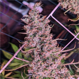 Semillas feminizadas Golden Tiger 3 Versión Ace Seeds