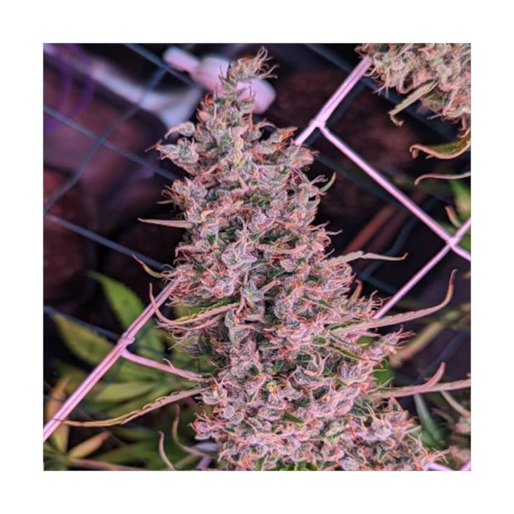 Semillas feminizadas Golden Tiger 3 Versión Ace Seeds