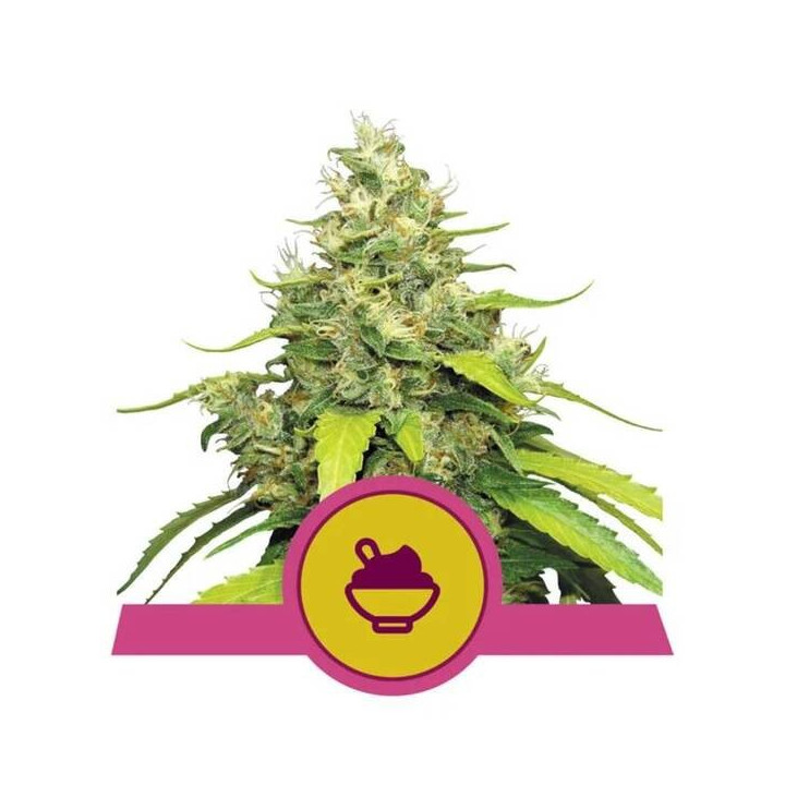 Semillas feminizadas Blue Gelato Royal Queen