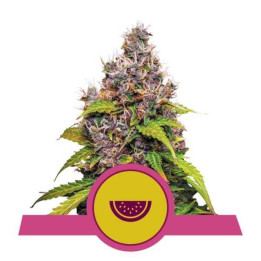 Semillas feminizadas Watermelon Royal Queen