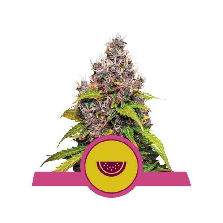 Semillas feminizadas Watermelon Royal Queen