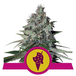 Semillas feminizadas Cookies Gelato Royal Queen