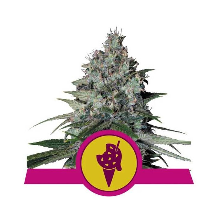 Semillas feminizadas Cookies Gelato Royal Queen