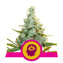Semillas feminizadas AMG - Amnesia Mac Ganja Royal Queen