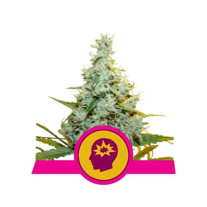 Semillas feminizadas AMG - Amnesia Mac Ganja Royal Queen