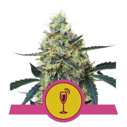 Semillas feminizadas Mimosa Royal Queen