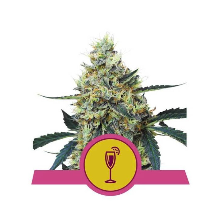 Semillas feminizadas Mimosa Royal Queen