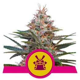 Semillas feminizadas Shogun Royal Queen