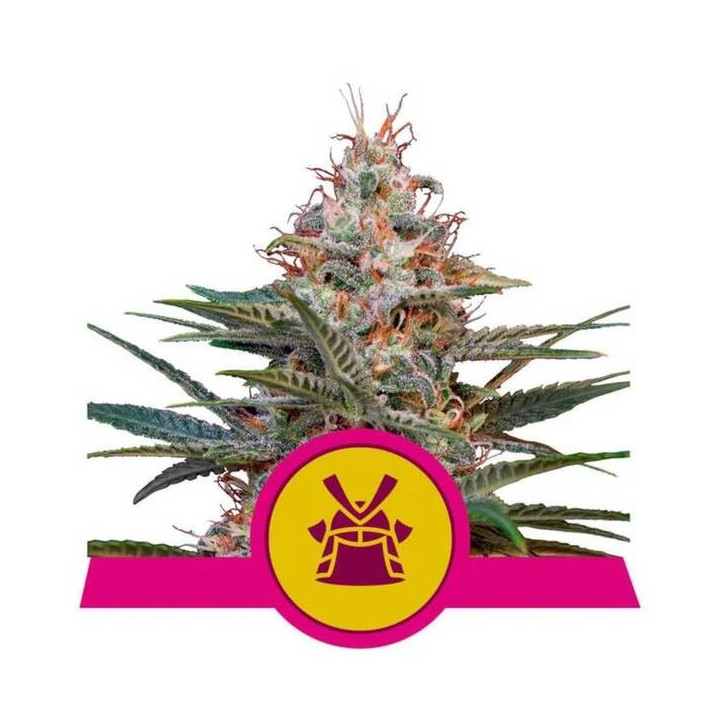 Semillas feminizadas Shogun Royal Queen