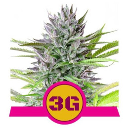 Semillas feminizadas Triple G Royal Queen