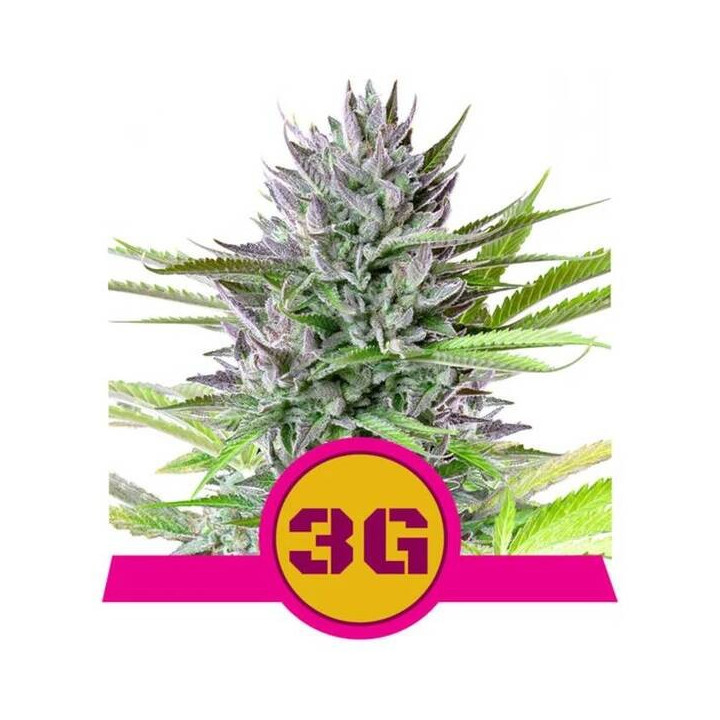 Semillas feminizadas Triple G Royal Queen