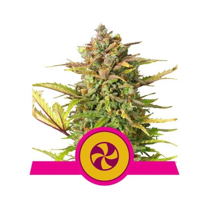 Semillas feminizadas Sweet ZZ Royal Queen