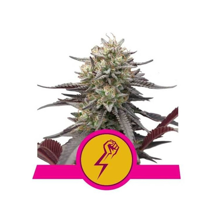 Semillas feminizadas Green Crack Punch Royal Queen