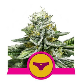 Semillas feminizadas Sherbet Queen Royal Queen