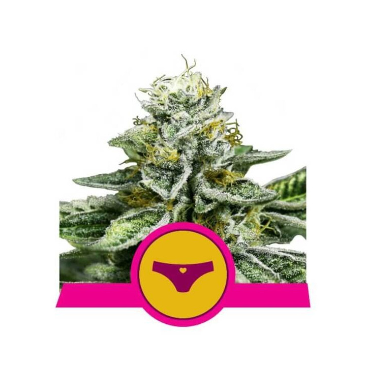 Semillas feminizadas Sherbet Queen Royal Queen