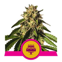Semillas feminizadas Wedding Gelato Royal Queen